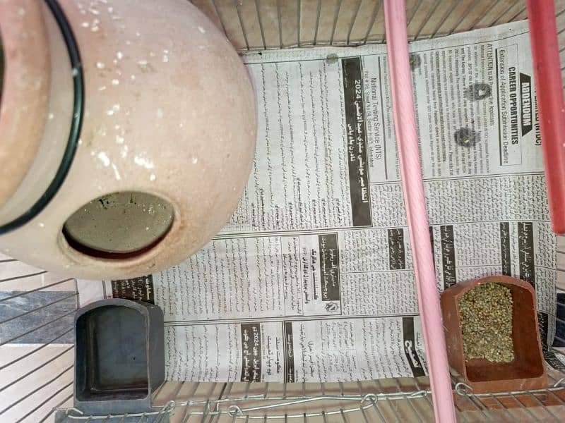 "Budgie Pair with Cage for Sale: OLX Listing" 9