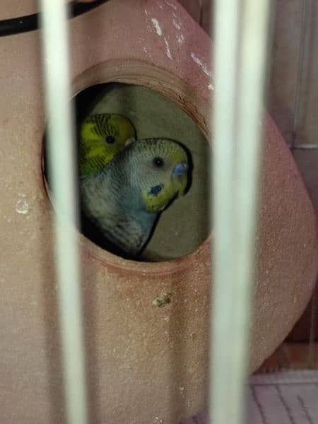 "Budgie Pair with Cage for Sale: OLX Listing" 11