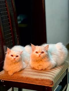 Persian cats Pair / tripple coat / persian cats
