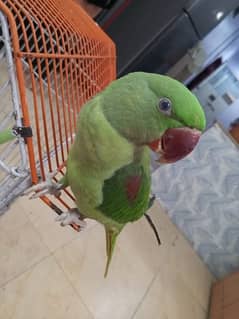 Raw Pahari female parrot for sale 0343-0214736