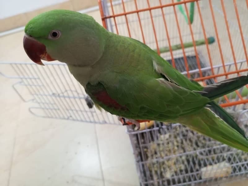 Raw Pahari female parrot for sale 0343-0214736 1