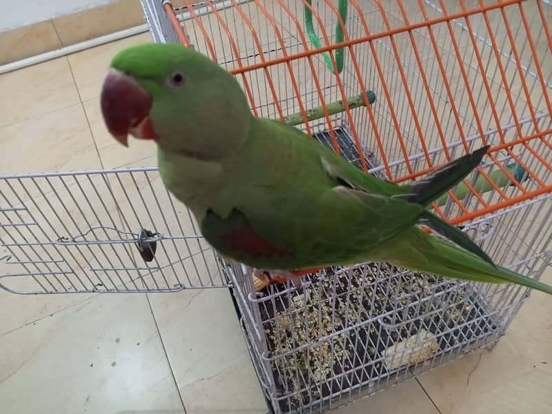 Raw Pahari female parrot for sale 0343-0214736 2