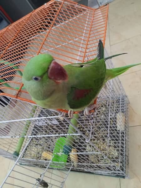 Raw Pahari female parrot for sale 0343-0214736 3