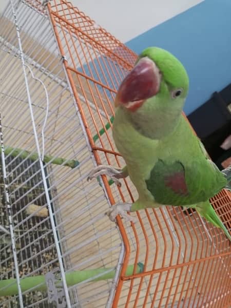 Raw Pahari female parrot for sale 0343-0214736 4