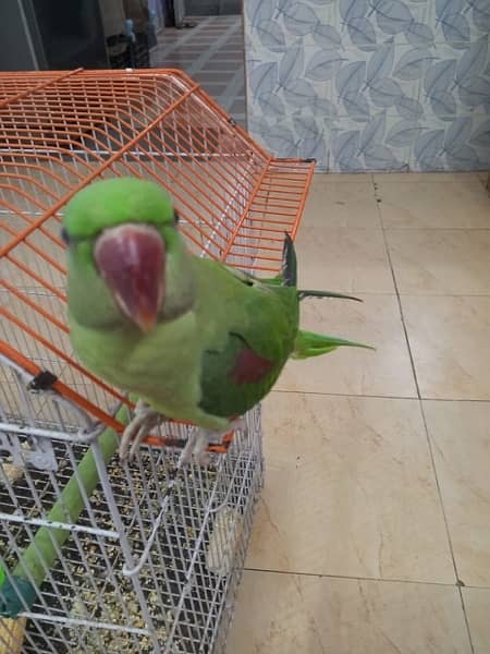 Raw Pahari female parrot for sale 0343-0214736 5