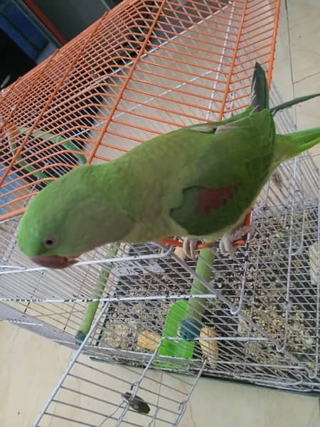 Raw Pahari female parrot for sale 0343-0214736 6