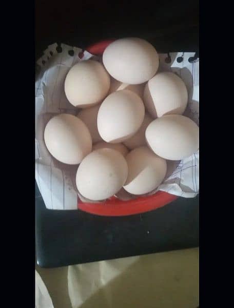 aseel fertile eggs 0