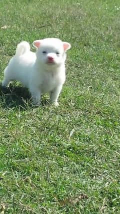 Russian puppy available for sale long hair breed 0 size puppy
