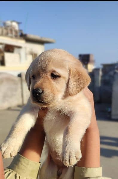British Labrador puppies available for sale 6