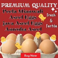 Premium Quality Fertile aggs