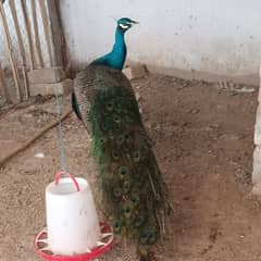 young Black shoulder peacock