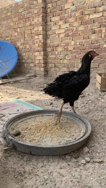 Aseel Hens for sale 0
