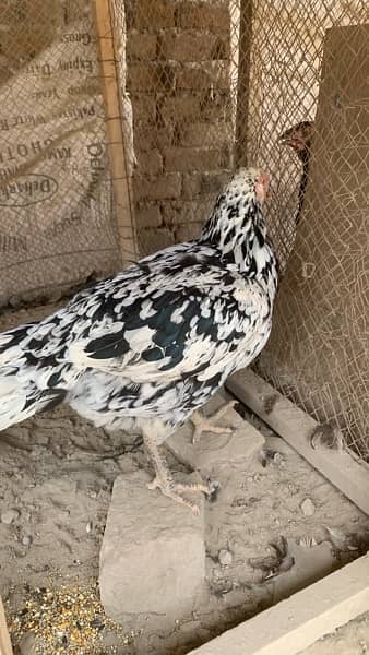 Aseel Hens for sale 1