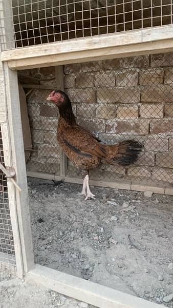 Aseel Hens for sale 2