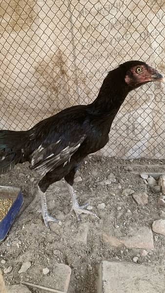 Aseel Hens for sale 3