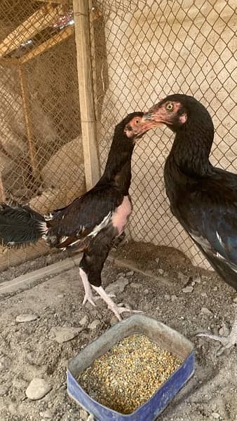 Aseel Hens for sale 4