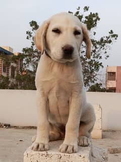 British Labrador Female Pedigree Puppy Dog