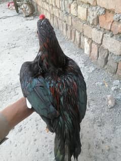 Nice hen ha color ma black ha