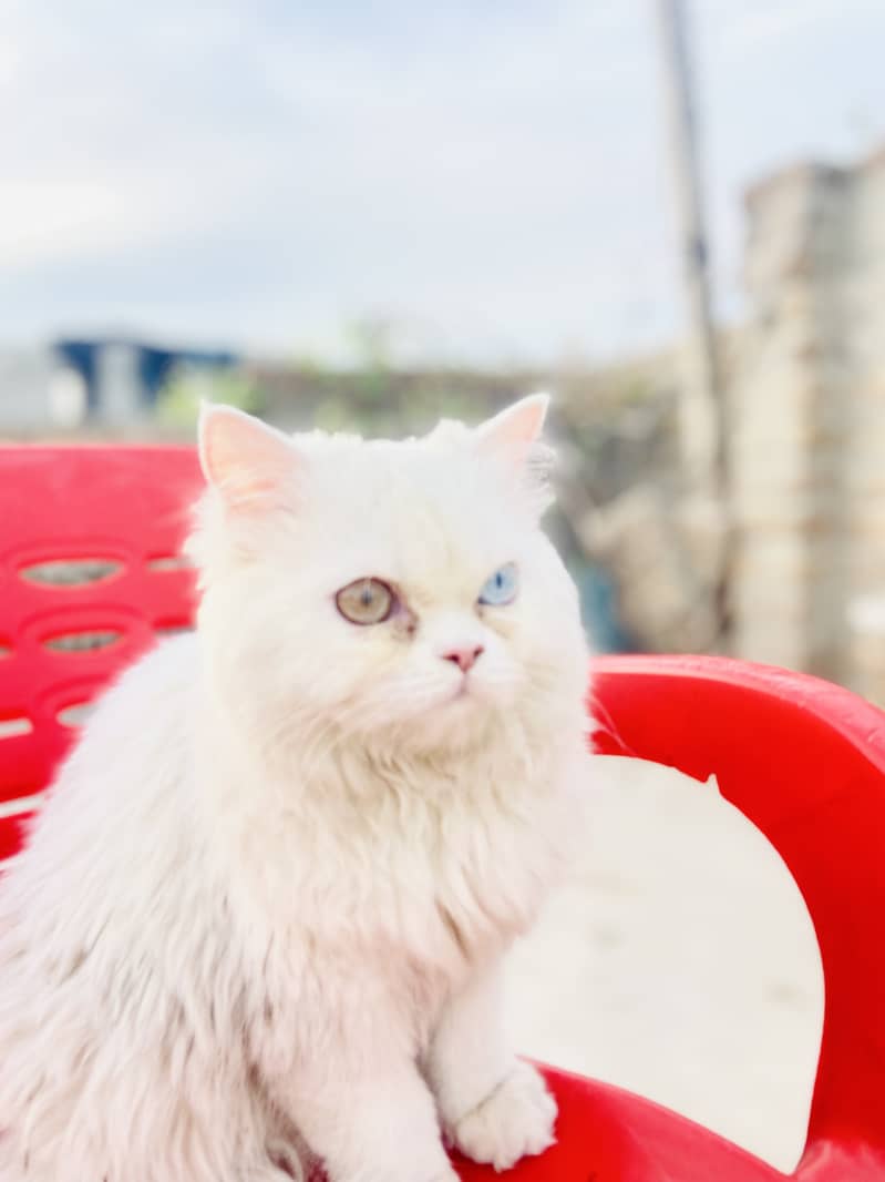 Persian Kitten | Persain Cat | Tripple coat | Cat 1
