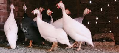 Guinea fowl chitri white pair 6000 0