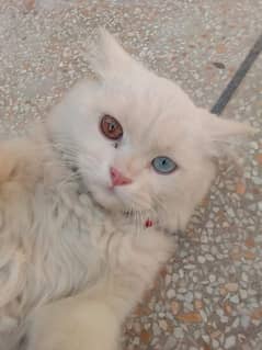 selling Turkish angora cat 0