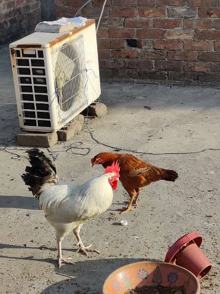Golden and aseel Hens with cages 1