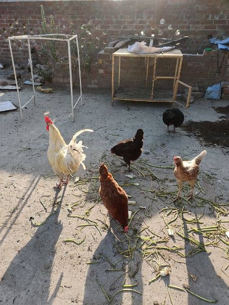 Golden and aseel Hens with cages 3