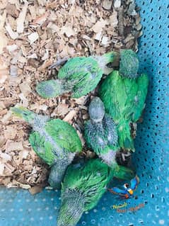 raw parrot chicks available 0/3/4/555/45/0/44