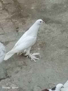 white pigeon