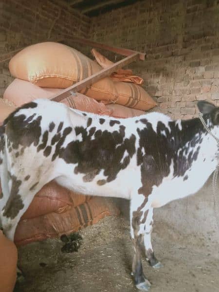 1.5 ki vehri atchi nasal a or 1 cow pure Fathejangi cross dono 2