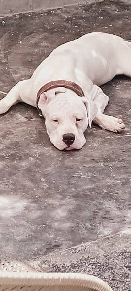 Dogo Argentino male/ female puppies for sale 15