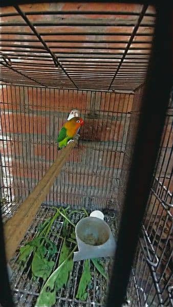 lovebird pair green fisher male blue pastel female 0