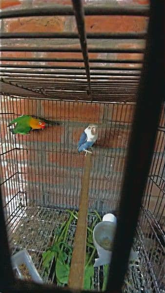 lovebird pair green fisher male blue pastel female 1