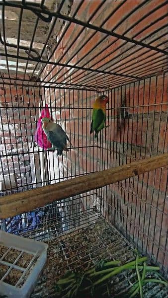 lovebird pair green fisher male blue pastel female 2