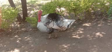 original Turkey birds vaccinated. 03123312897
