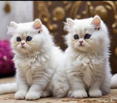 Cash On Delivery High Quality Persian Kittens /triple coated 0