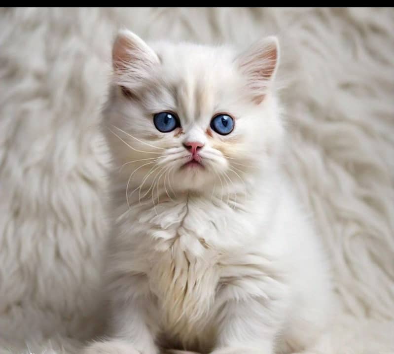 Cash On Delivery High Quality Persian Kittens /triple coated 1