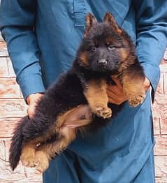 PROPER LONG COAT PUPPY MALE AVAILABLE FOR SALE