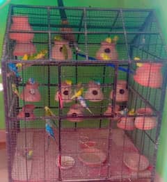Parrots For sale with cage 20 pairs