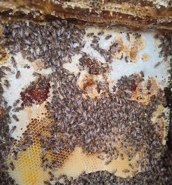 (1 Kg 8000 only)ہمارے پاس کشمیری شہد کی مکھی کا خالص شہد دستیاب ہے 7