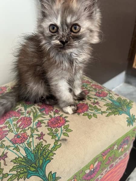 Cats | persian | Kittens | Kittens for sale| Tripple coat 8