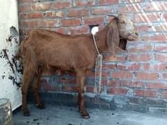goat desi with one baby male 03077109489