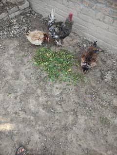 frizzle chicks