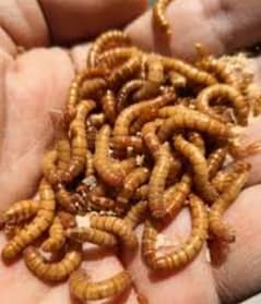golden meal worms 0