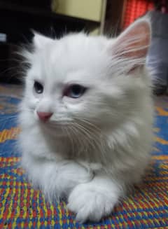 Baby Persian Cat 0