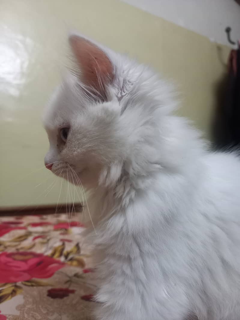 Baby Persian Cat 3
