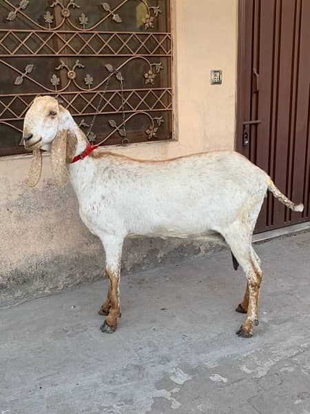 Bakri | Goat | female goat 3