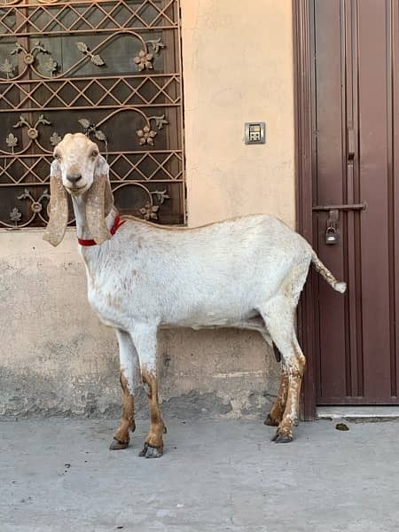 Bakri | Goat | female goat 4