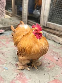 Heavy Buff & Bantam Fertile eggs & Chicks for sale
