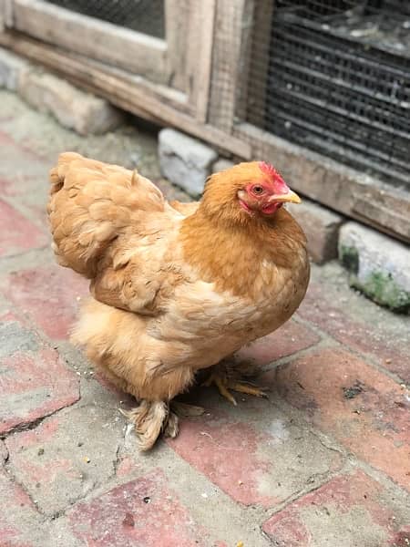 Heavy Buff & Bantam Fertile eggs & Chicks for sale 1